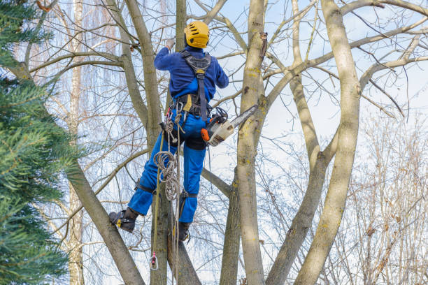 Professional Tree Services in Corinth, MS