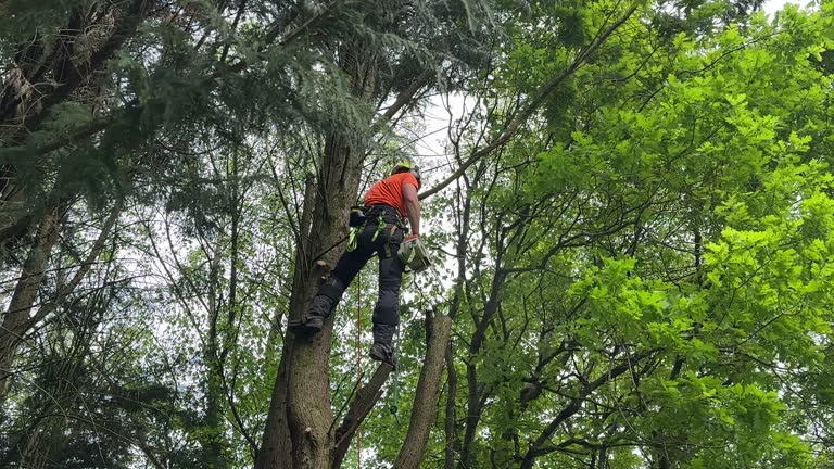How Our Tree Care Process Works  in  Corinth, MS